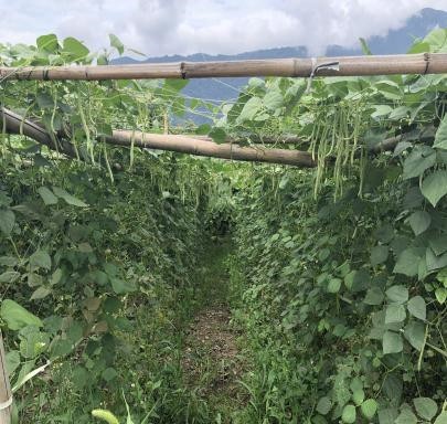 桃園大溪區、復興區有機農場參訪及經營模式座談6